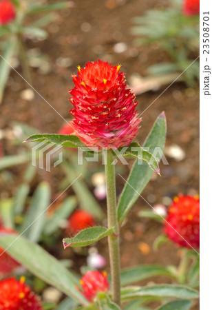 植物：キバナセンニチコウ　ヒユ科 23508701