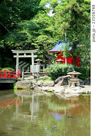 須藤公園（7月）東京都文京区 23508788