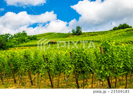 リクビルのぶどう畑 23509185