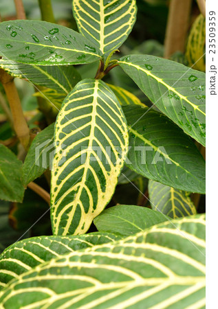 樹木：キンヨウボク　キツネノマゴ科 23509359