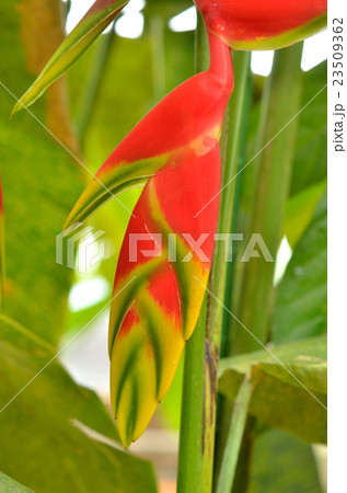 植物:ヘリコニア・ロストラタ バショウ科 植物:ヘリコニア・ロストラタ バショウ科 23509362