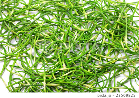 Background of fresh garlic scape Background of fresh garlic scape 23509825