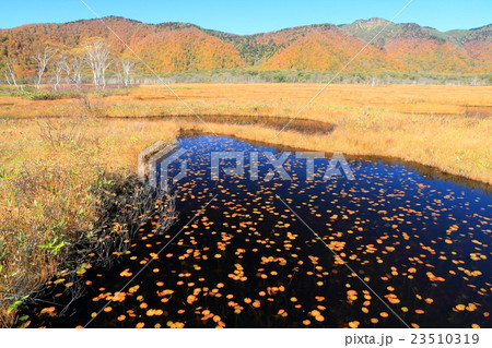 草紅葉の尾瀬ヶ原とヒツジグサ浮かぶ池塘 23510319