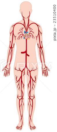 Blood vessels in human body Blood vessels in human body 23510400