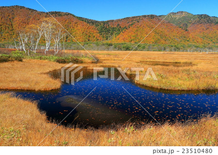 草紅葉の尾瀬ヶ原とヒツジグサ浮かぶ池塘 23510480
