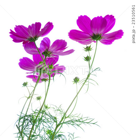 Cosmos pink flowers Cosmos pink flowers 23510561