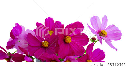 Cosmos pink flowers Cosmos pink flowers 23510562