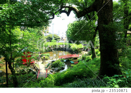 須藤公園（7月）東京都文京区 23510871