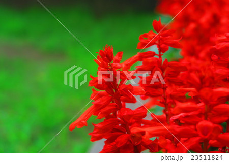 サルビアの花 23511824