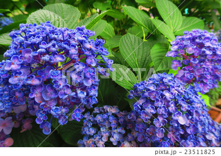 ウズアジサイの花 ウズアジサイの花 23511825