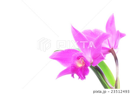 ピンクのミニカトレア 23512493