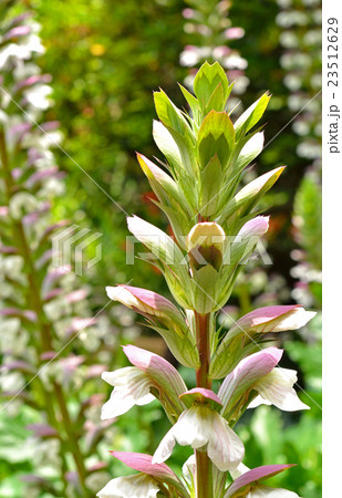 植物：アカンサスモリス　キツネノマゴ科 23512629
