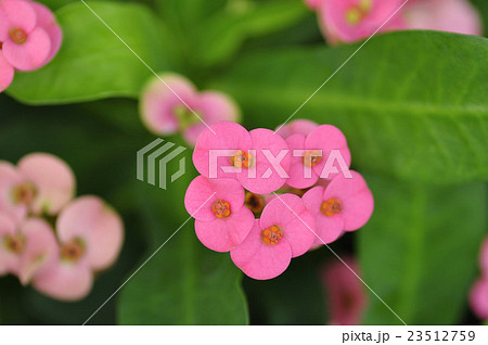 ピンクのハナキリン 23512759