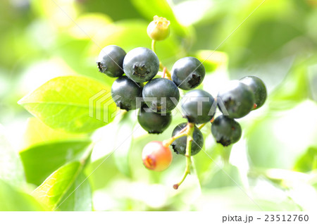 ブルーベリーの実 23512760