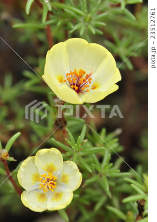 マツバボタン 23512761