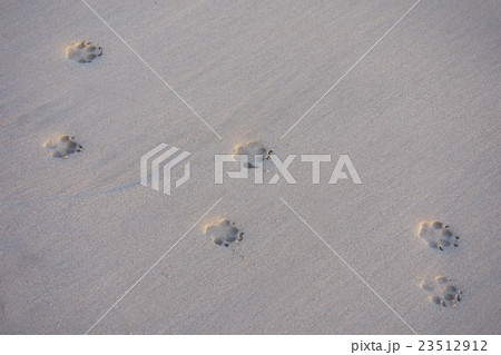 砂浜の足跡 砂浜の足跡 23512912