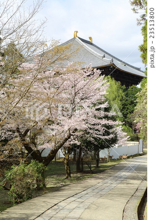 奈良 春の東大寺 大仏殿と桜の写真素材