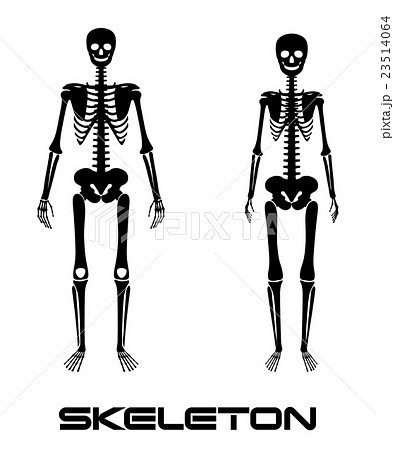 Male and female skeleton - vector silhouettes 23514064