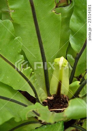 植物：シマオオタニワタリ　チャセンシダ科 23514361