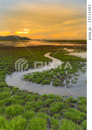 Small water way over little grass on crack land  23514463