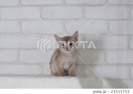 座りして考えるアビシニアンの子猫 23515752