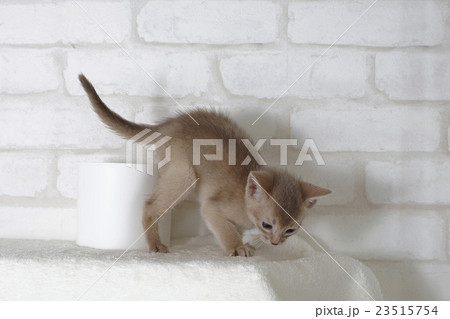 台の上から降りようとするアビシニアンの子猫 23515754