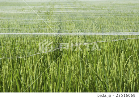 田圃 鳥よけネット 田圃 鳥よけネット 23516069