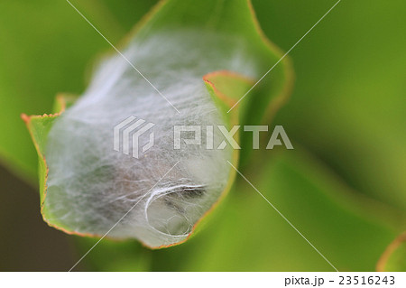 蜘蛛の巣に巻かれた蜂 ツツジ 資料 蜘蛛の巣に巻かれた蜂 ツツジ 資料 23516243