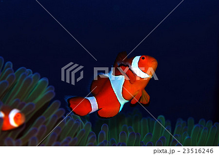 カクレクマノミ 23516246