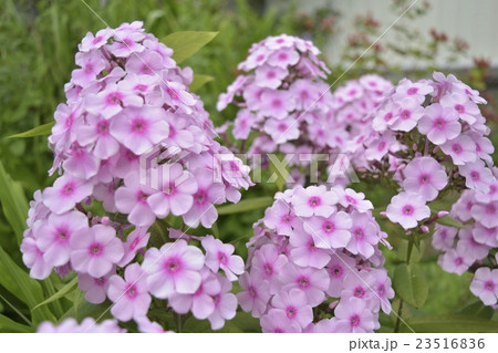 ピンク色の草夾竹桃_1 23516836