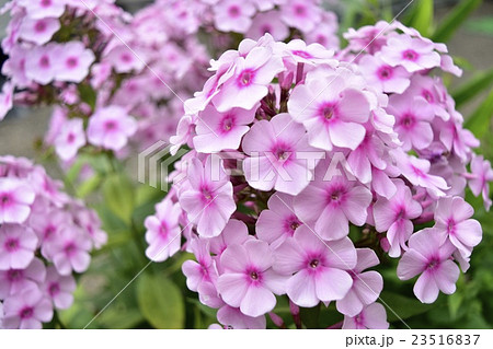 ピンク色の草夾竹桃_2 ピンク色の草夾竹桃_2 23516837