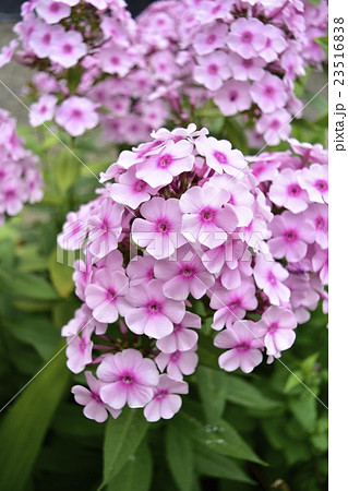 ピンク色の草夾竹桃_3 23516838