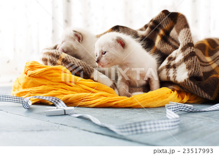 White Newborn kittens in a plaid blanket White Newborn kittens in a plaid blanket 23517993