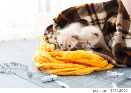White Newborn kittens in a plaid blanket 23518002