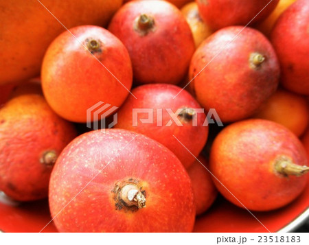 まっかなミニマンゴー アップ まっかなミニマンゴー アップ 23518183