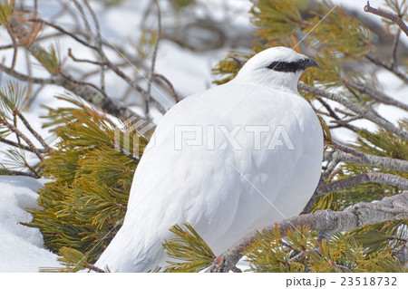 ニホンライチョウ ニホンライチョウ 23518732