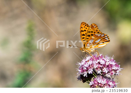American small copper butterfly close up portrait 23519630