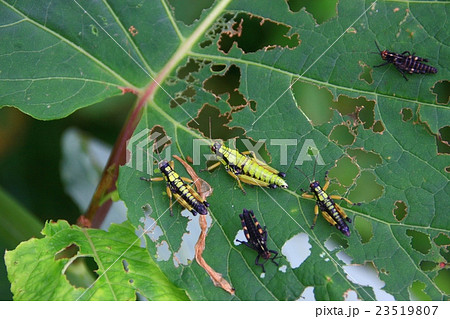 サッポロフキバッタ サッポロフキバッタ 23519807