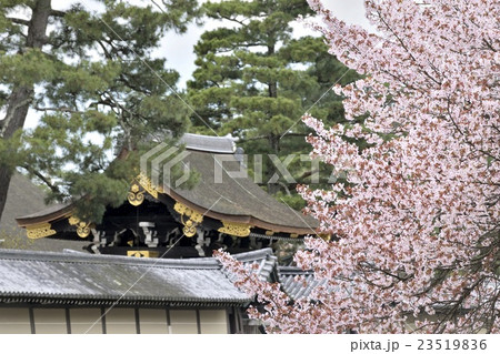 京都御苑　京都御所　朔平門　近衛邸跡　枝垂れ桜 23519836