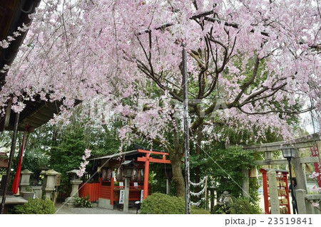 水火天満宮　桜　京都 23519841