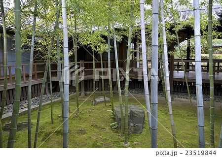 妙顕寺　竹林の坪庭 23519844