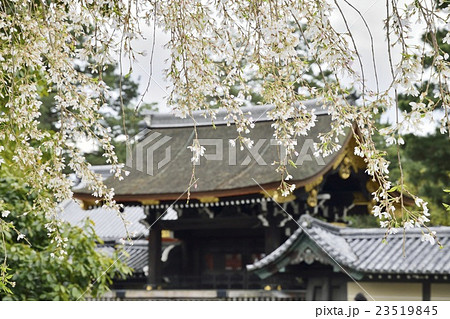京都御苑　京都御所　朔平門　近衛邸跡　枝垂れ桜 23519845