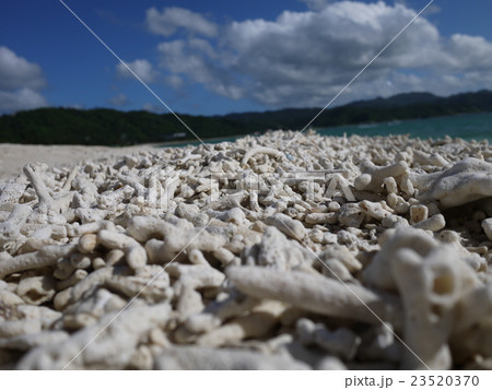 サンゴの海岸２ 23520370