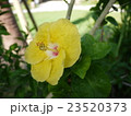 黄色いハイビスカス 23520373