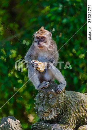 Monkey in forest park in Ubud - Bali Indonesia 23522774