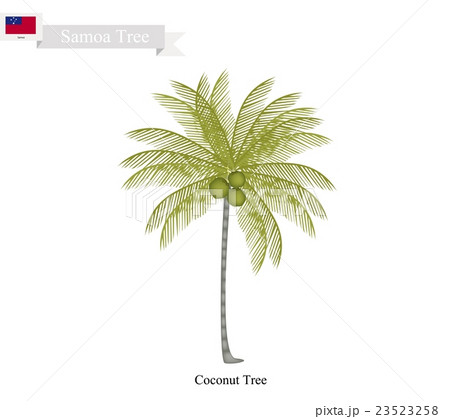 Coconut Tree, A Native Tree of Samoa 23523258