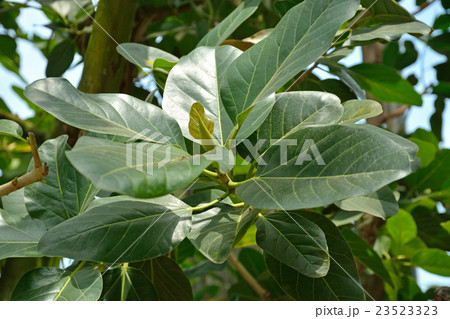 樹木：ベンガルボダイジュ　クワ科 23523323