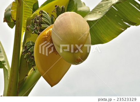 植物：バショウ　バショウ科 23523329