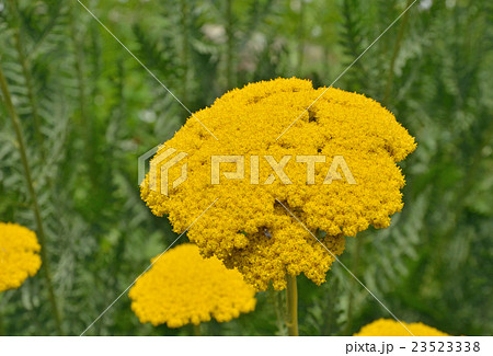 植物:キバナノコギリソウ キク科 植物:キバナノコギリソウ キク科 23523338