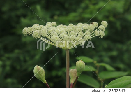 えぞにゅう 23523434